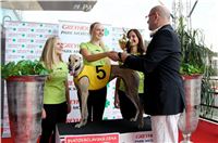 Chrt_dostihy_Praha_Greyhound_Racing_CGDF_Svatovaclavska_cena_2016_066.jpg