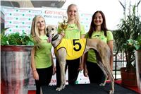 Chrt_dostihy_Praha_Greyhound_Racing_CGDF_Svatovaclavska_cena_2016_070.jpg