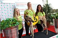 Chrt_dostihy_Praha_Greyhound_Racing_CGDF_Svatovaclavska_cena_2016_072.jpg