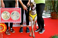 Chrt_dostihy_Praha_Greyhound_Racing_CGDF_Svatovaclavska_cena_2016_074.jpg