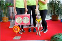 Chrt_dostihy_Praha_Greyhound_Racing_CGDF_Svatovaclavska_cena_2016_075.jpg