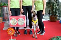 Chrt_dostihy_Praha_Greyhound_Racing_CGDF_Svatovaclavska_cena_2016_076.jpg