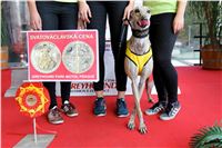 Chrt_dostihy_Praha_Greyhound_Racing_CGDF_Svatovaclavska_cena_2016_077.jpg