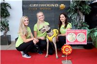 Chrt_dostihy_Praha_Greyhound_Racing_CGDF_Svatovaclavska_cena_2016_082.jpg