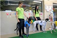 Chrt_dostihy_Praha_Greyhound_Racing_CGDF_Svatovaclavska_cena_2016_084.jpg