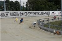 Chrt_dostihy_Praha_Greyhound_Racing_CGDF_Svatovaclavska_cena_2016_089.jpg