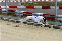 Chrt_dostihy_Praha_Greyhound_Racing_CGDF_Svatovaclavska_cena_2016_092.jpg