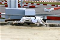 Chrt_dostihy_Praha_Greyhound_Racing_CGDF_Svatovaclavska_cena_2016_093.jpg