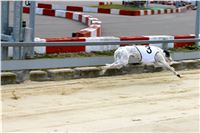 Chrt_dostihy_Praha_Greyhound_Racing_CGDF_Svatovaclavska_cena_2016_094.jpg