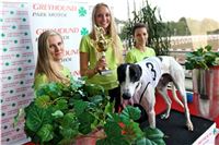 Chrt_dostihy_Praha_Greyhound_Racing_CGDF_Svatovaclavska_cena_2016_097.jpg
