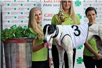 Chrt_dostihy_Praha_Greyhound_Racing_CGDF_Svatovaclavska_cena_2016_101.jpg