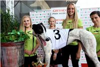 Chrt_dostihy_Praha_Greyhound_Racing_CGDF_Svatovaclavska_cena_2016_103.jpg