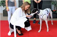 Chrt_dostihy_Praha_Greyhound_Racing_CGDF_Svatovaclavska_cena_2016_108.jpg