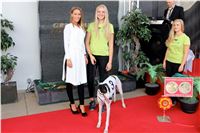 Chrt_dostihy_Praha_Greyhound_Racing_CGDF_Svatovaclavska_cena_2016_109.jpg