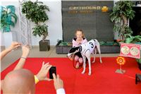 Chrt_dostihy_Praha_Greyhound_Racing_CGDF_Svatovaclavska_cena_2016_111.jpg