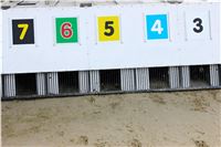Chrt_dostihy_Praha_Greyhound_Racing_CGDF_Svatovaclavska_cena_2016_131.jpg