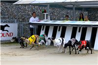 Chrt_dostihy_Praha_Greyhound_Racing_CGDF_Svatovaclavska_cena_2016_134.jpg