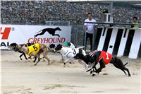 Chrt_dostihy_Praha_Greyhound_Racing_CGDF_Svatovaclavska_cena_2016_135.jpg