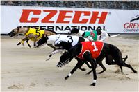 Chrt_dostihy_Praha_Greyhound_Racing_CGDF_Svatovaclavska_cena_2016_136.jpg