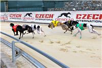 Chrt_dostihy_Praha_Greyhound_Racing_CGDF_Svatovaclavska_cena_2016_139.jpg