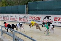 Chrt_dostihy_Praha_Greyhound_Racing_CGDF_Svatovaclavska_cena_2016_140.jpg