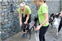 Chrt_dostihy_Praha_Greyhound_Racing_CGDF_Svatovaclavska_cena_2016_146.jpg