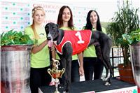 Chrt_dostihy_Praha_Greyhound_Racing_CGDF_Svatovaclavska_cena_2016_150.jpg