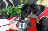 Chrt_dostihy_Praha_Greyhound_Racing_CGDF_Svatovaclavska_cena_2016_154.jpg