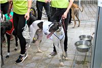 Chrt_dostihy_Praha_Greyhound_Racing_CGDF_Svatovaclavska_cena_2016_156.jpg