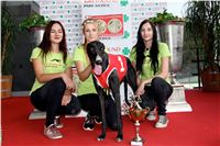 Chrt_dostihy_Praha_Greyhound_Racing_CGDF_Svatovaclavska_cena_2016_157.jpg