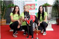 Chrt_dostihy_Praha_Greyhound_Racing_CGDF_Svatovaclavska_cena_2016_158.jpg