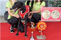 Chrt_dostihy_Praha_Greyhound_Racing_CGDF_Svatovaclavska_cena_2016_160.jpg