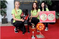 Chrt_dostihy_Praha_Greyhound_Racing_CGDF_Svatovaclavska_cena_2016_162.jpg