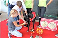 Chrt_dostihy_Praha_Greyhound_Racing_CGDF_Svatovaclavska_cena_2016_164.jpg