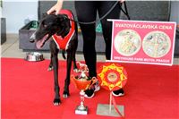 Chrt_dostihy_Praha_Greyhound_Racing_CGDF_Svatovaclavska_cena_2016_168.jpg