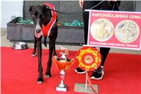 Chrt_dostihy_Praha_Greyhound_Racing_CGDF_Svatovaclavska_cena_2016_169.jpg