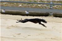 Chrt_dostihy_Praha_Greyhound_Racing_CGDF_Svatovaclavska_cena_2016_173.jpg