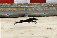 Chrt_dostihy_Praha_Greyhound_Racing_CGDF_Svatovaclavska_cena_2016_174.jpg