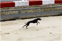 Chrt_dostihy_Praha_Greyhound_Racing_CGDF_Svatovaclavska_cena_2016_175.jpg