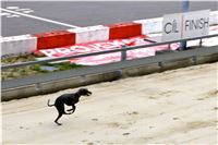 Chrt_dostihy_Praha_Greyhound_Racing_CGDF_Svatovaclavska_cena_2016_176.jpg