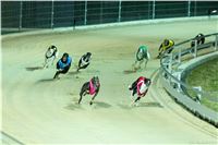 Chrt_Dostihy_Night_Greyhound_Racing_Park_Motol_Prague_CGDF.jpg