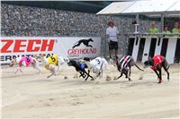 Chrt_dostihy_Greyhound_Racing_Park_Motol_Praha_IMG_9435_R.jpg