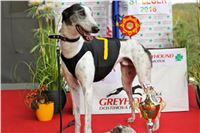 Chrt_dostihy_Praha_Greyhound_Racing_CGDF_ST_LEGER_2016_2_IMG_1072.jpg