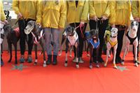Chrt_dostihy_Praha_Greyhound_Racing_CGDF_ST_LEGER_2016_IMG_0970_2.jpg