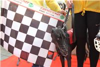 Chrt_dostihy_Praha_Greyhound_Racing_CGDF_ST_LEGER_2016_IMG_0971.jpg