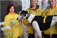 Chrt_dostihy_Praha_Greyhound_Racing_CGDF_ST_LEGER_2016_IMG_1030.jpg