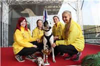 Chrt_dostihy_Praha_Greyhound_Racing_CGDF_ST_LEGER_2016_IMG_1060.jpg