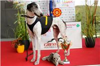 Chrt_dostihy_Praha_Greyhound_Racing_CGDF_ST_LEGER_2016_IMG_1070.jpg