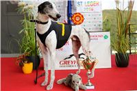 Chrt_dostihy_Praha_Greyhound_Racing_CGDF_ST_LEGER_2016_IMG_1071.jpg