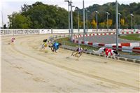 Chrt_dostihy_Praha_Greyhound_Racing_CGDF_ST_LEGER_2016_IMG_1104.jpg